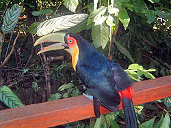 Toucan at Parque Das Aves Foz Tropicana Brazil